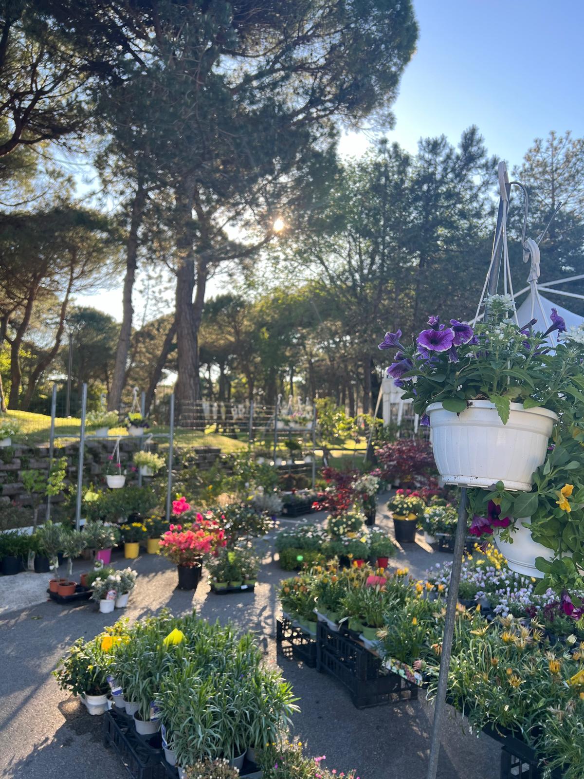 Stand di Lignano in fiore